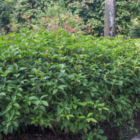 Osmanthus fragrans