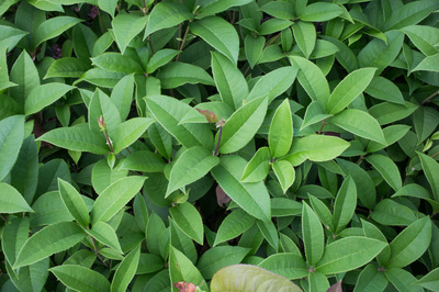 Osmanthus fragrans