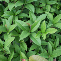 Sweet osmanthus