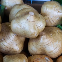 Yam bean