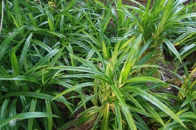 Pandanus amaryllifolius