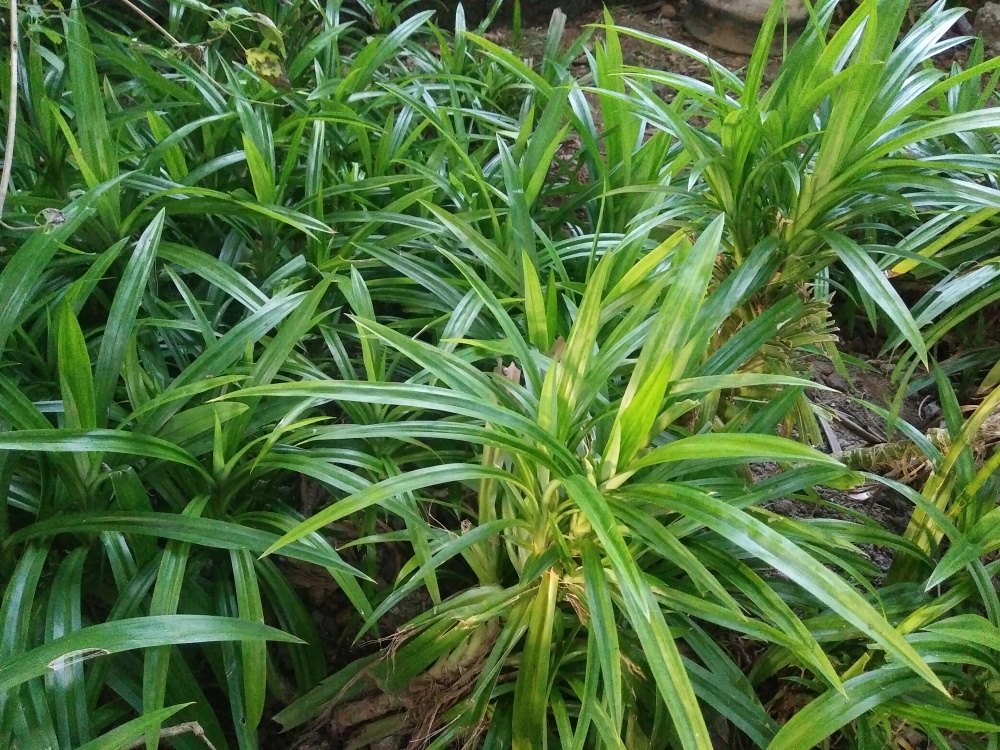 3-Pandan-seedlings-Aromatic-fragrant-Plants-Pandanus-amaryllifolius Ceylon