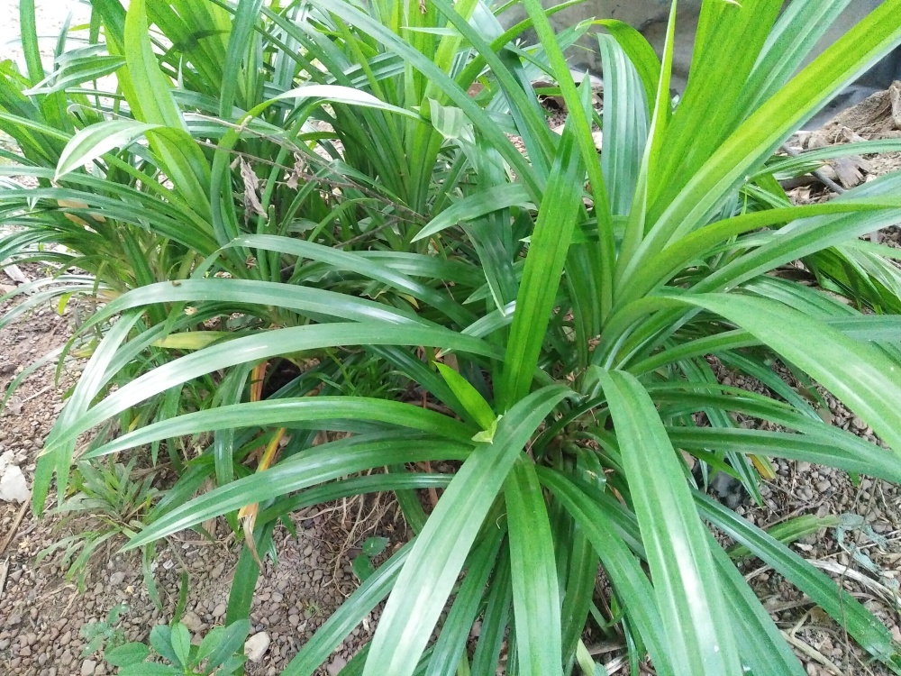 3-Pandan-seedlings-Aromatic-fragrant-Plants-Pandanus-amaryllifolius Ceylon