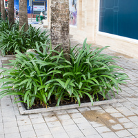Pandanus amaryllifolius