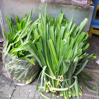 Pandanus amaryllifolius