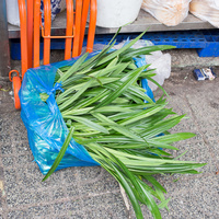 Pandanus amaryllifolius