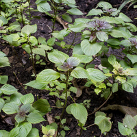 Perilla frutescens 
