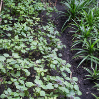 Perilla frutescens 