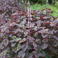 Perilla frutescens 
