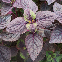 Perilla frutescens 