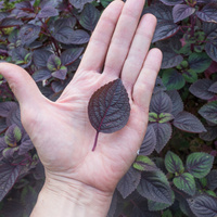 Perilla frutescens 