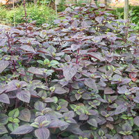 Perilla frutescens 