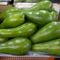Persea americana