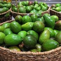Persea americana
