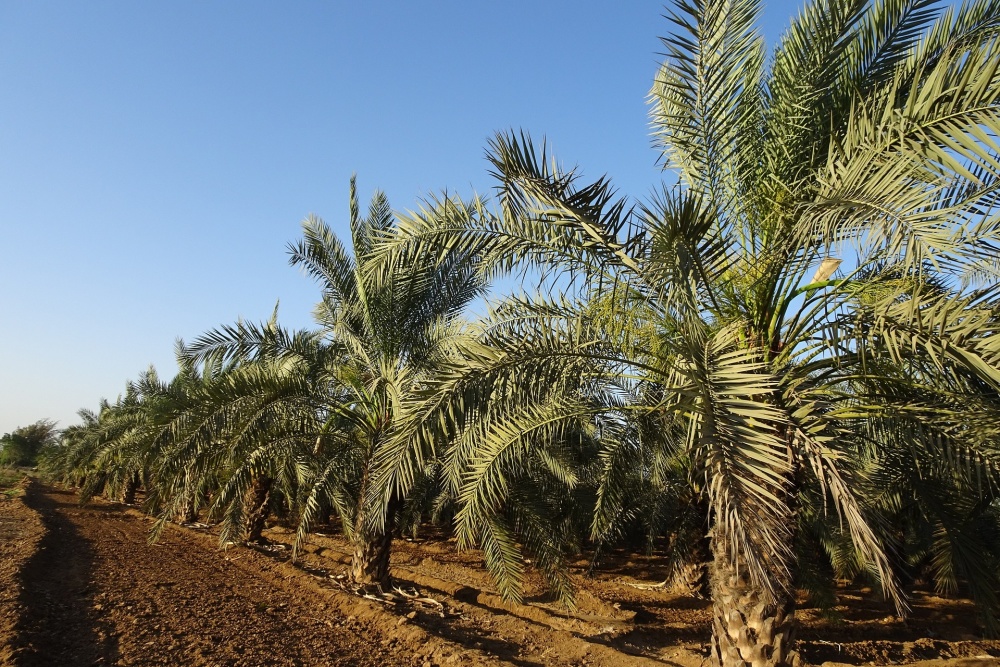 Phoenix dactylifera (Date Palm)