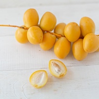Date palm