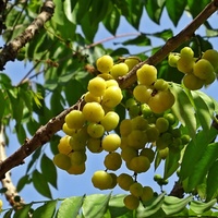 Phyllanthus acidus