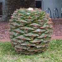 Araucaria bidwillii