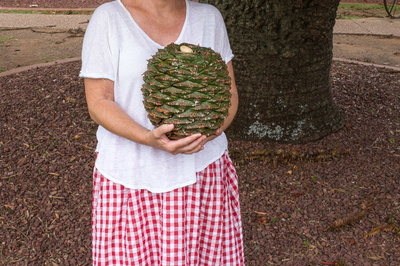 Araucaria bidwillii