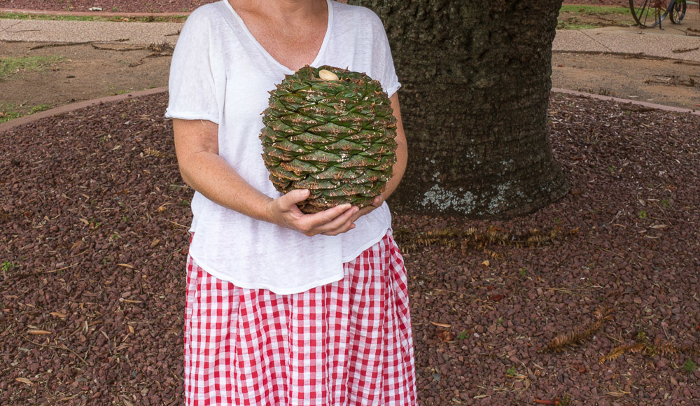 The Bunya-Bunya Pine (Araucaria bidwillii)