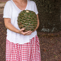 Bunya pine