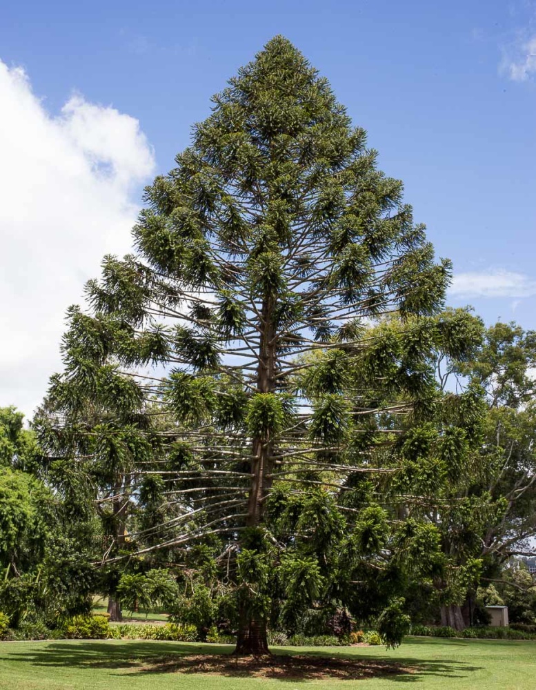 The Bunya-Bunya Pine (Araucaria bidwillii)