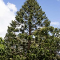Araucaria bidwillii