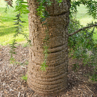 Araucaria bidwillii