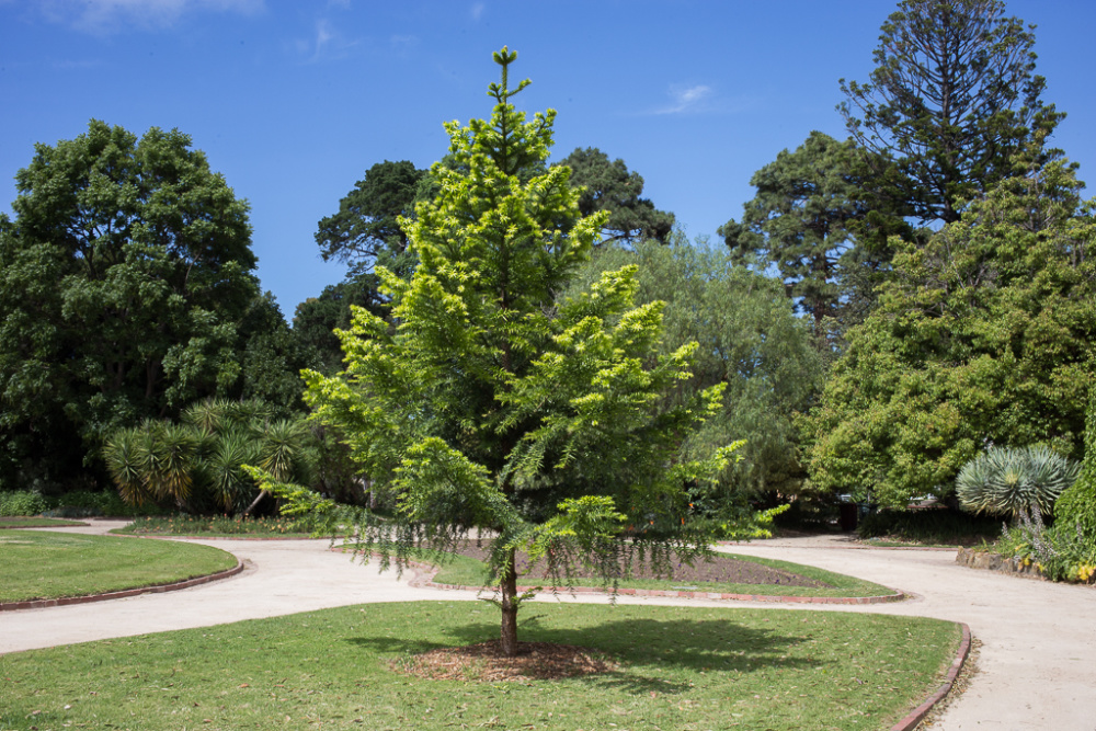 The Bunya-Bunya Pine (Araucaria bidwillii)