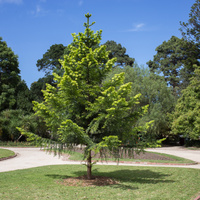 Araucaria bidwillii