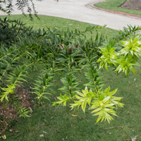 Araucaria bidwillii