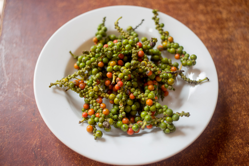 BLACK PEPPER : Piper nigrum – Forage and Bloom