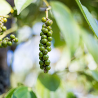 Black Pepper
