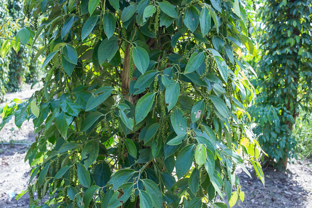 Poivre noir (Piper nigrum), l'épice majeure : plantation, culture