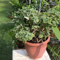 Plectranthus amboinicus