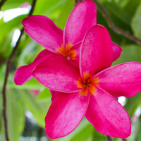 Plumeria rubra