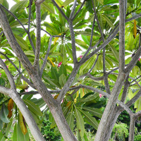 Plumeria rubra