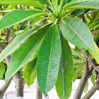 Plumeria rubra