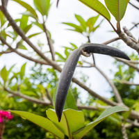 Plumeria rubra