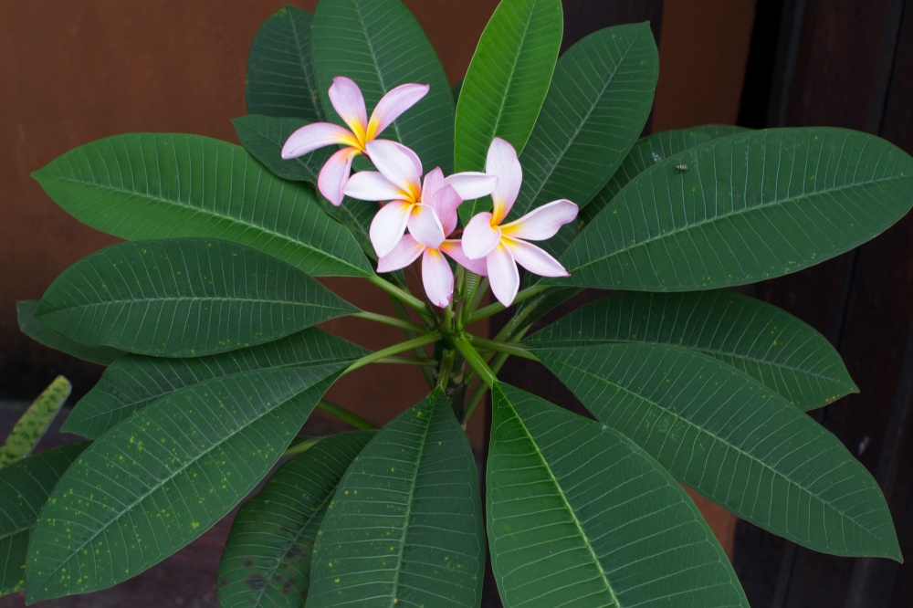 plumeria rubra