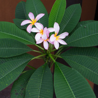 Plumeria rubra