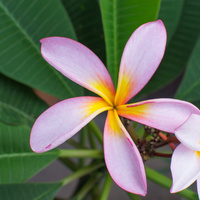 Red frangipani