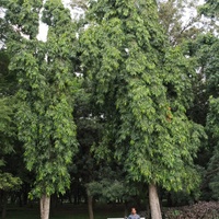 Polyalthia longifolia