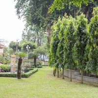 Polyalthia longifolia