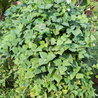 Psophocarpus tetragonolobus