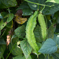Psophocarpus tetragonolobus
