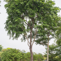 Pterocarpus indicus