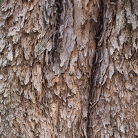 Pterocarpus indicus