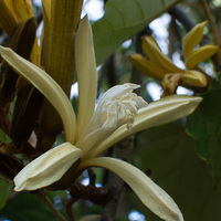 Bayur Tree