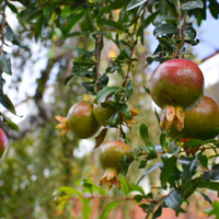 Punica granatum
